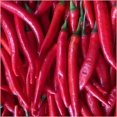 Long Red Chilli